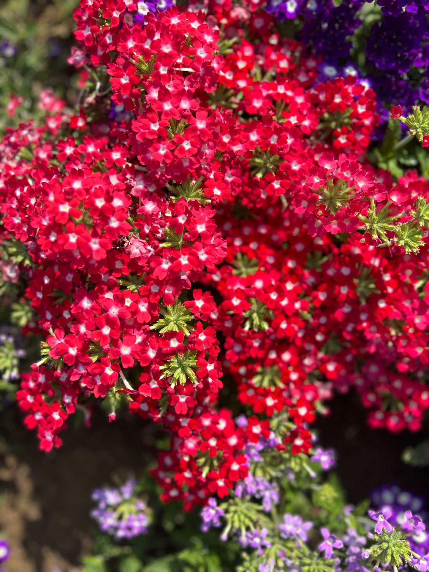 Verbena