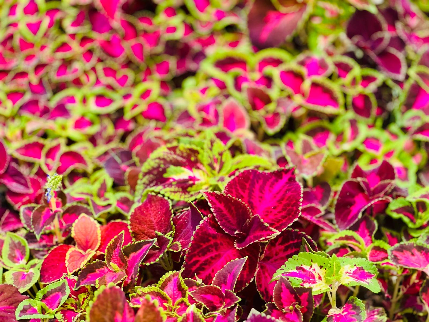 Coleus