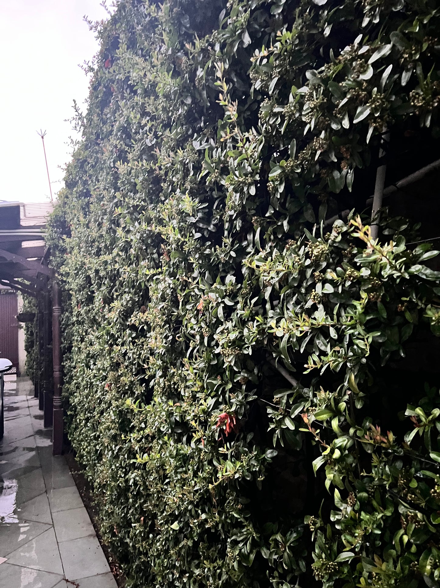Pyracantha ( Mix Orange, Yellow, White)