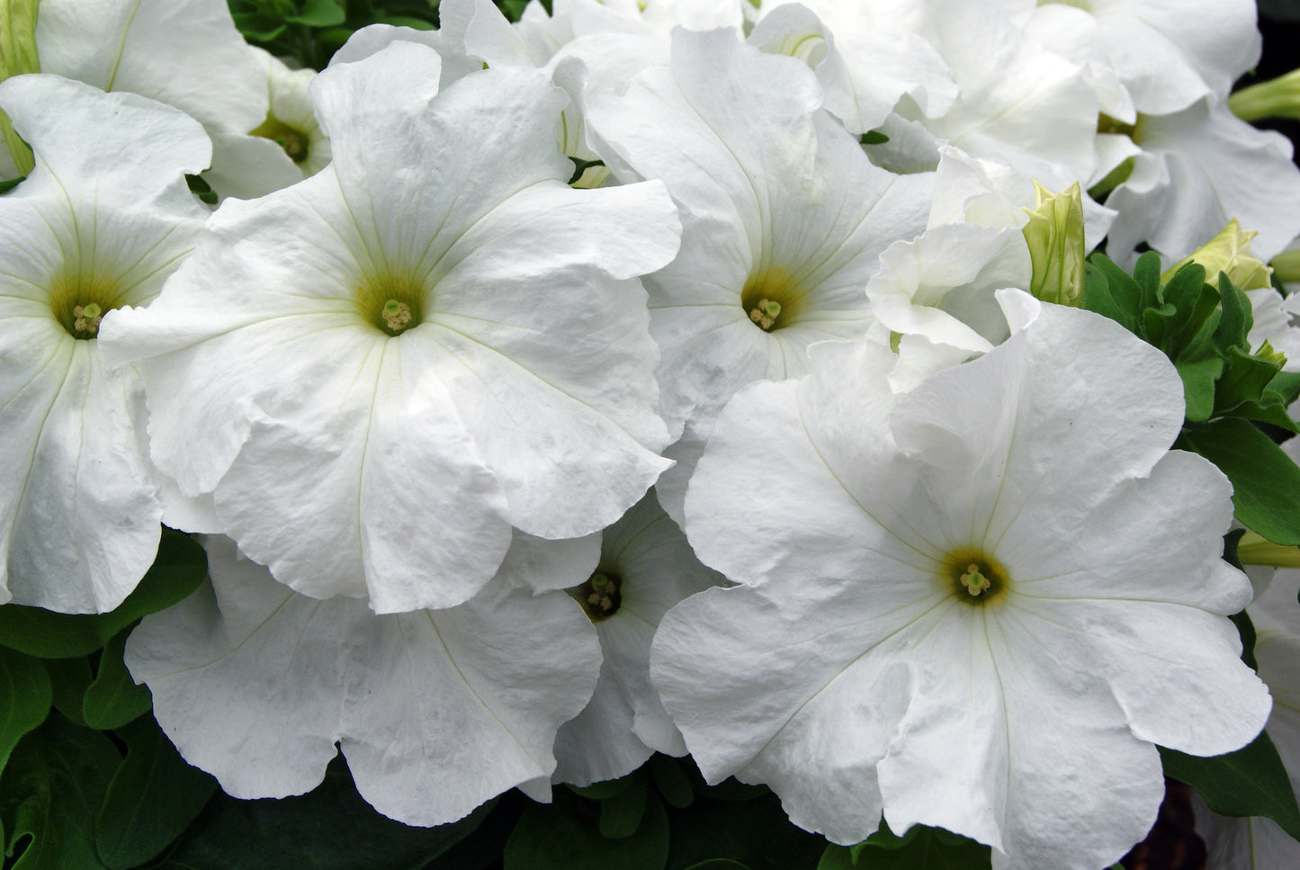 Petunia Limbo White Nihali F1 Hybrid