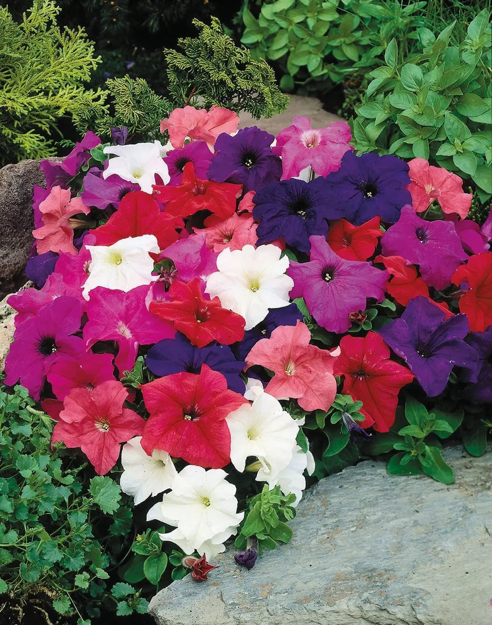 Petunia Limbo Mix Nihali Mix F1 Hybrid