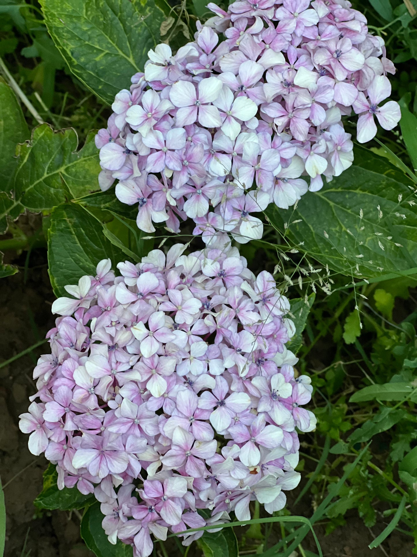 Hydrangea