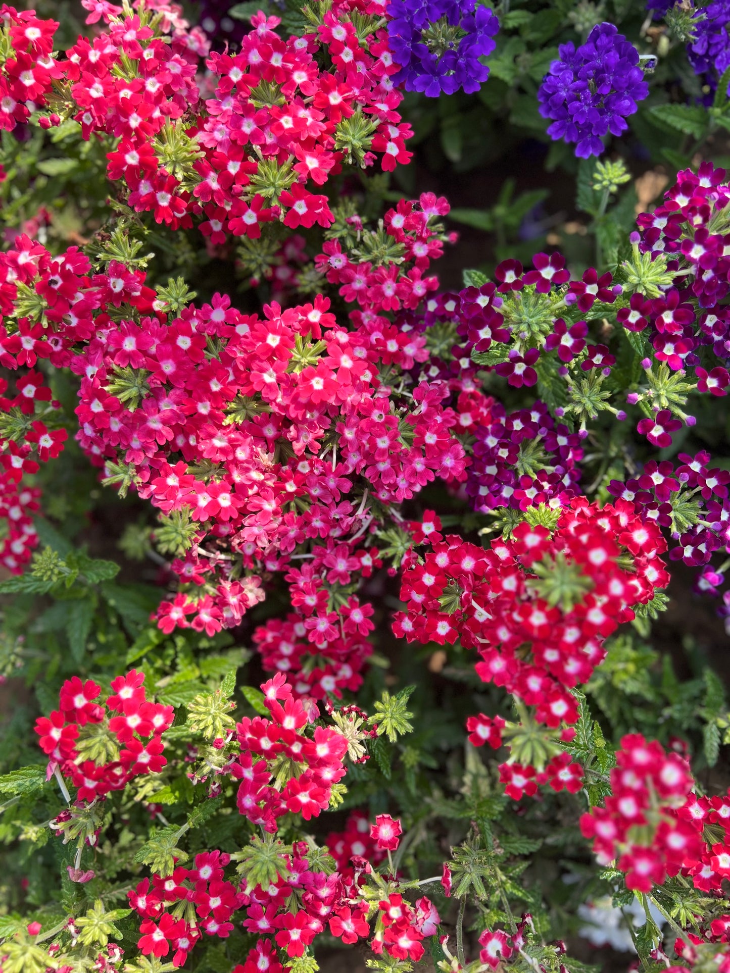 Verbena