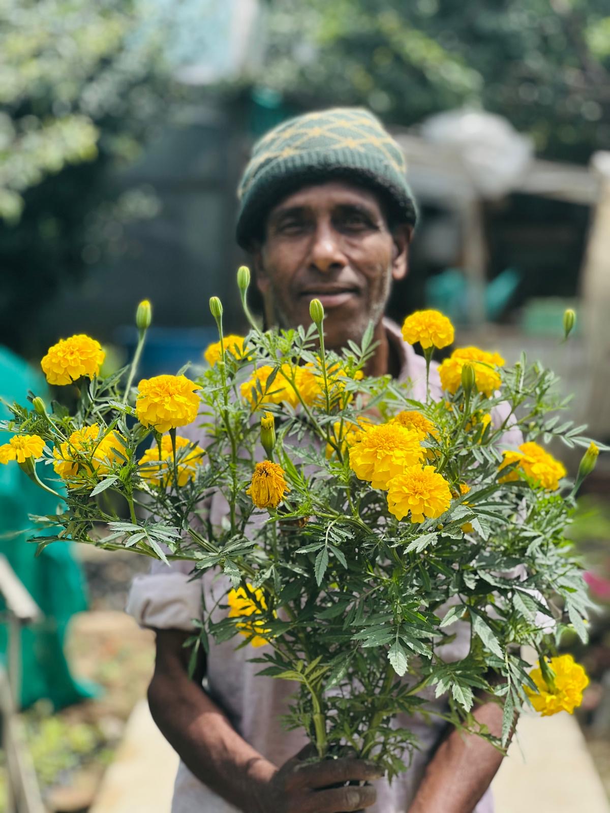 Person holding a one large yellow marigold flower plant in an outdoor setting to showcase the size and sturdiness of the F1 hybrid marigolds