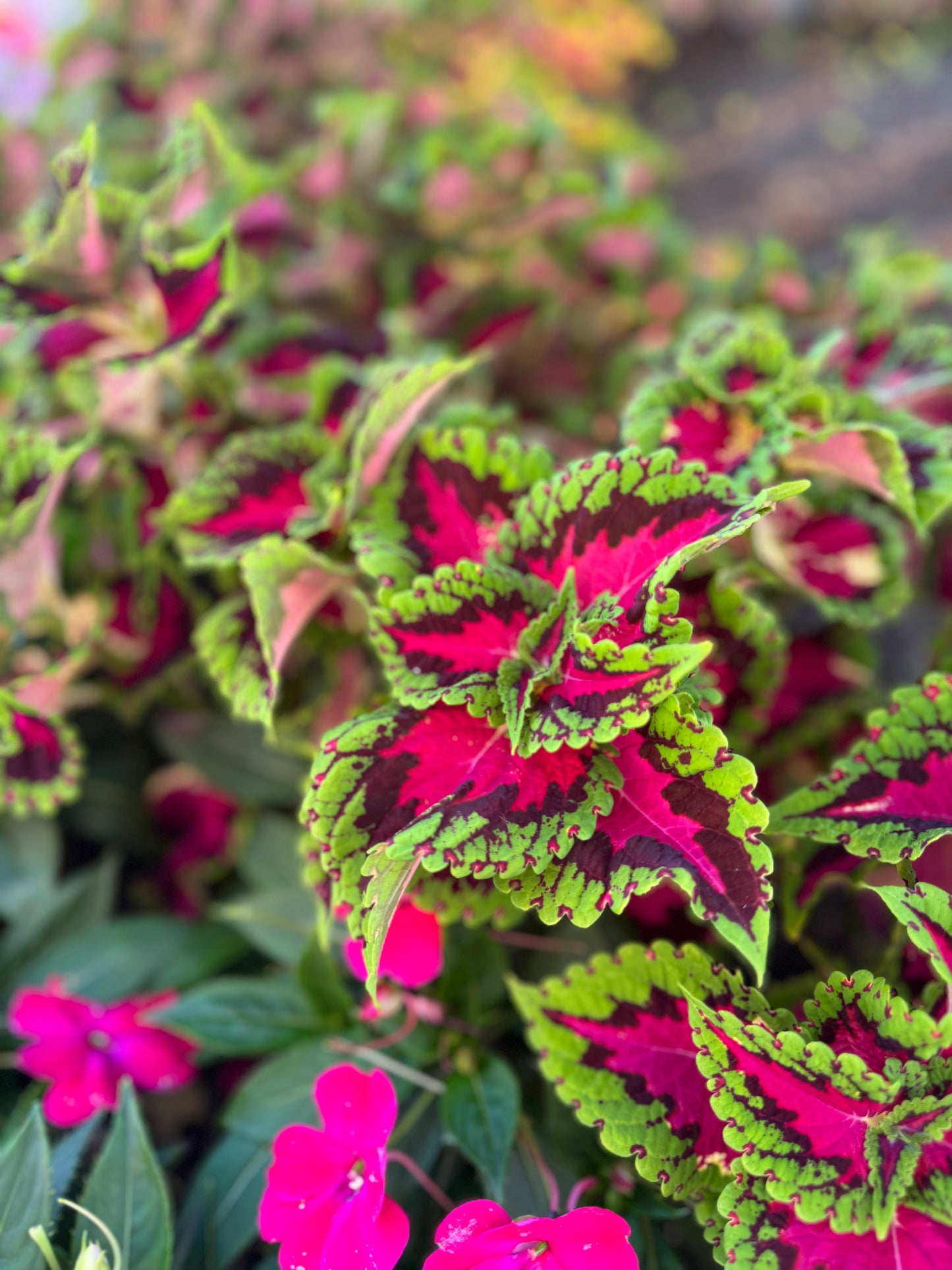 Coleus Watermelon