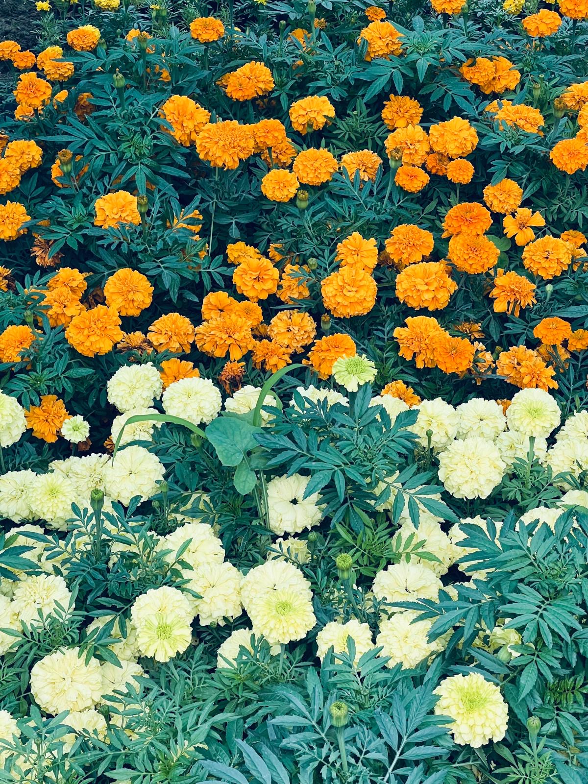 Colorful flower pattern with marigolds in various shades of yellow, orange, and primrose.