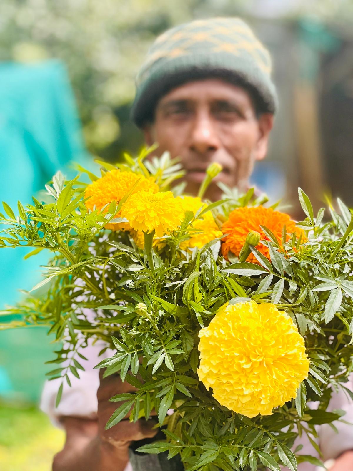 Person holding yellow, primrose, orange, golden F1 hybrid marigold flowers with a blurred background