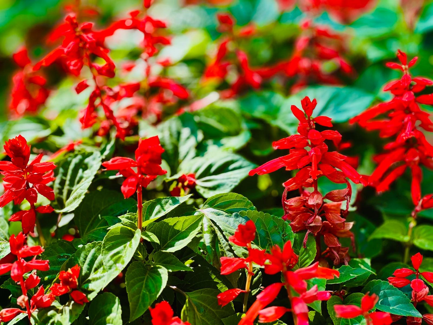 Salvia