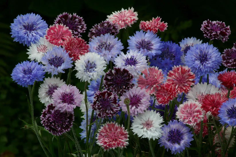 Centaurea Classic Artist Mix