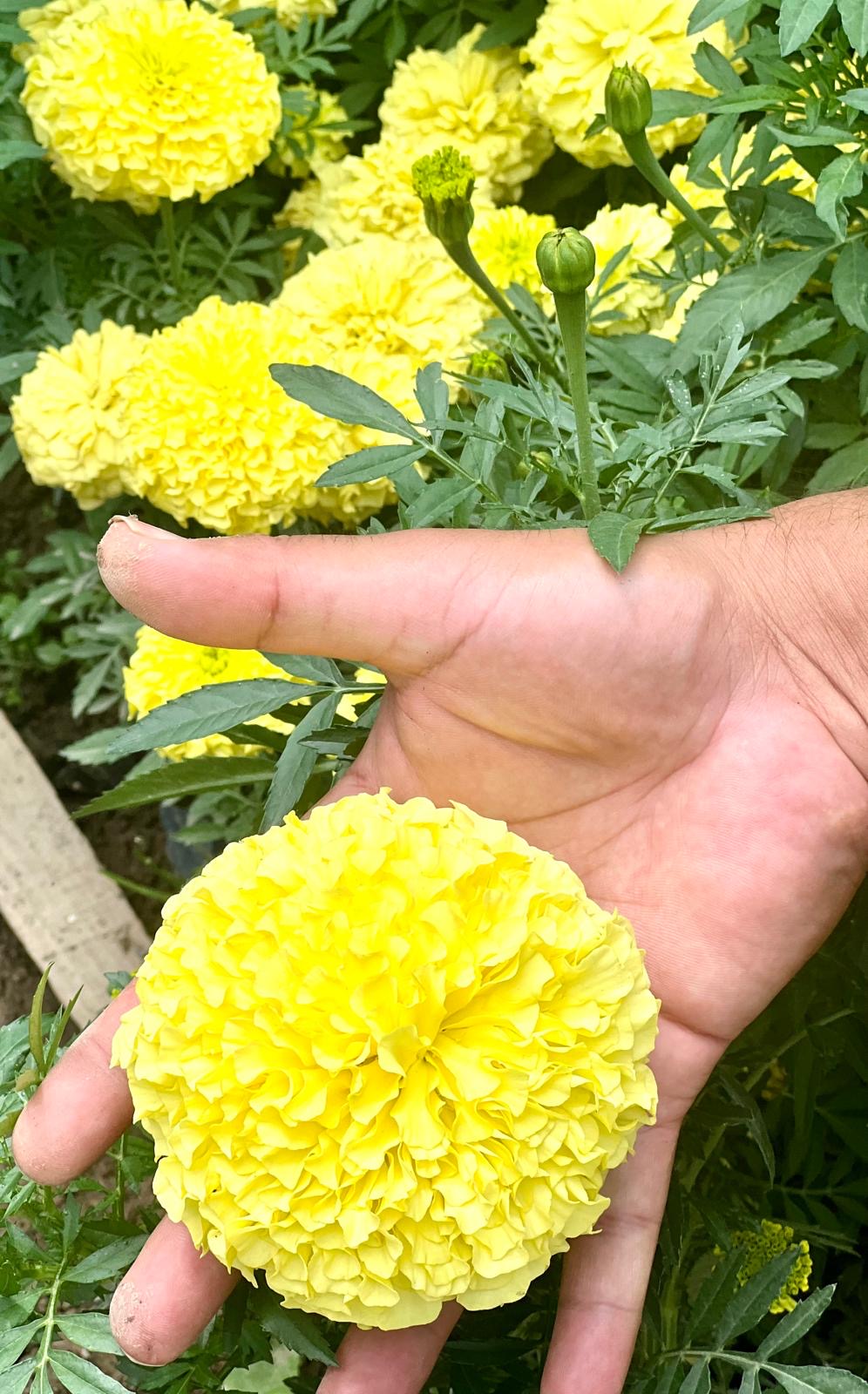 Hand holding a marigold flower to showcase the size of medium sized marigold F1 flowers