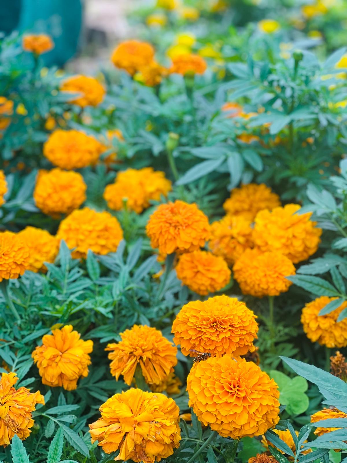 Close-up of bright orange marigold flowers with green leaves