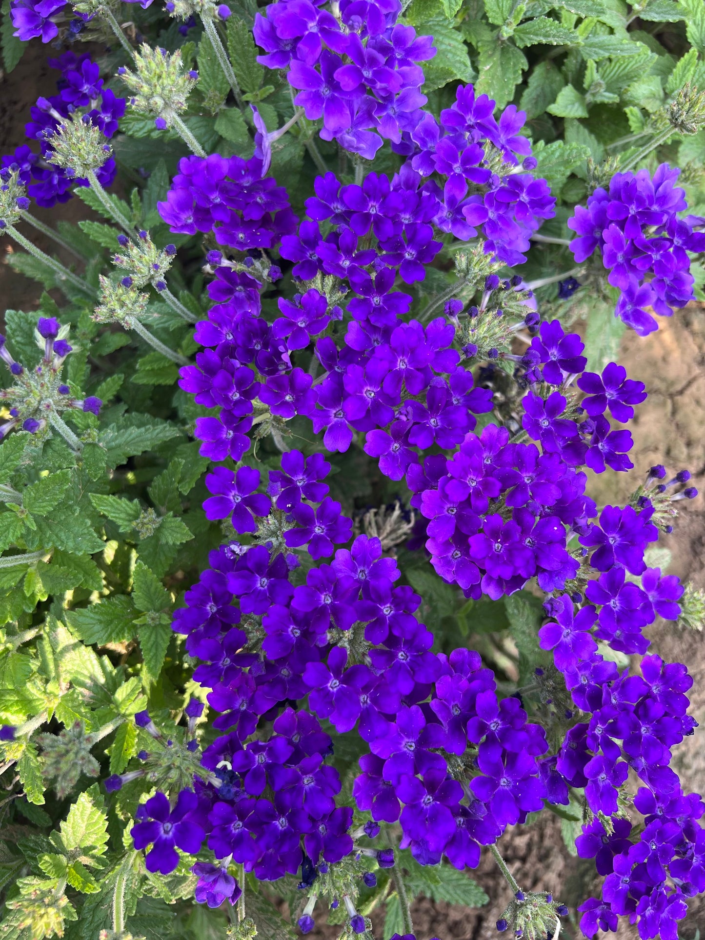 Verbena