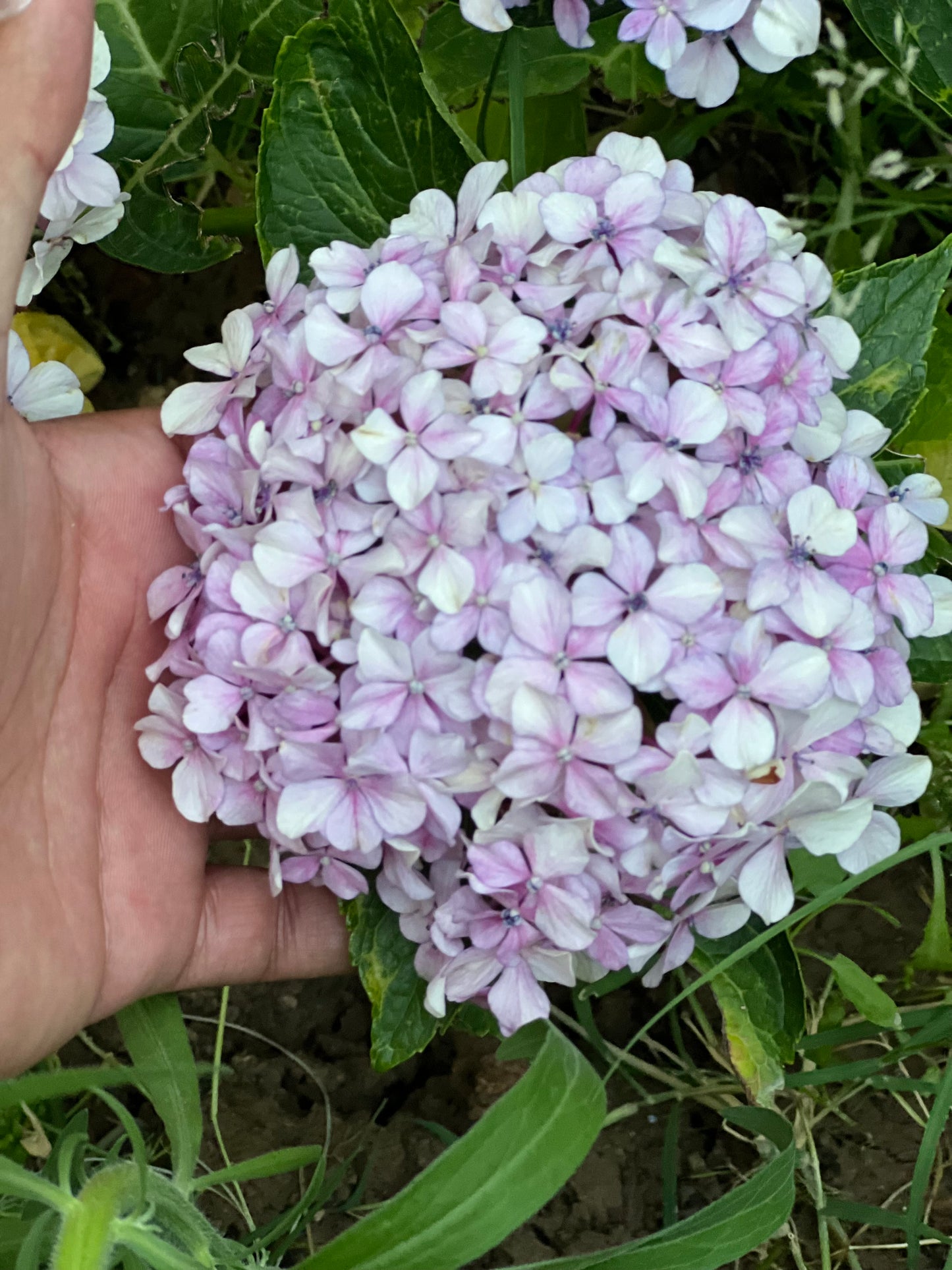 Hydrangea