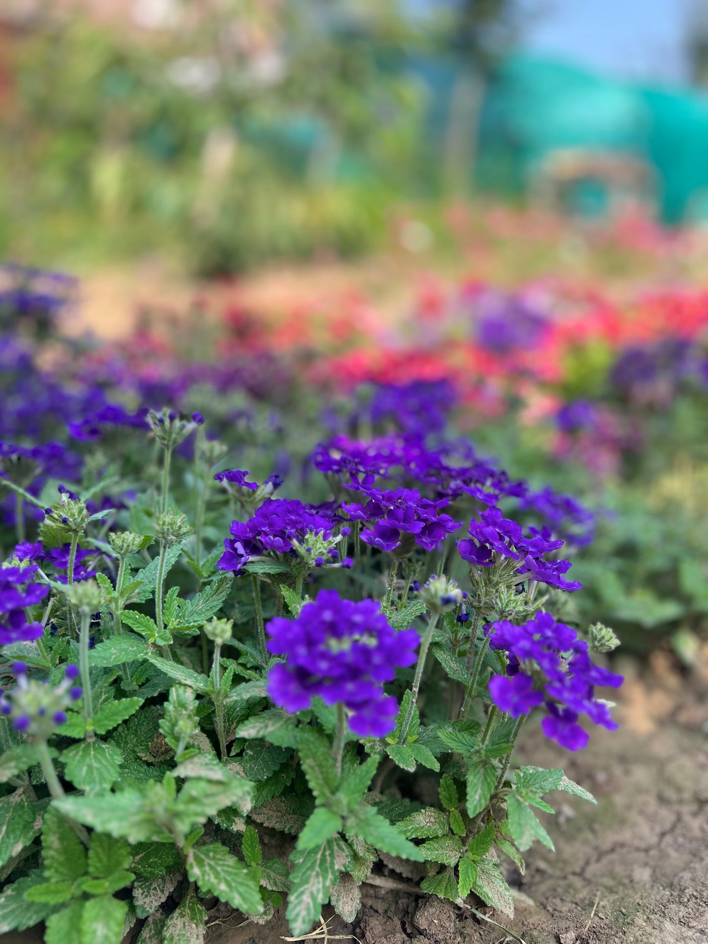 Verbena