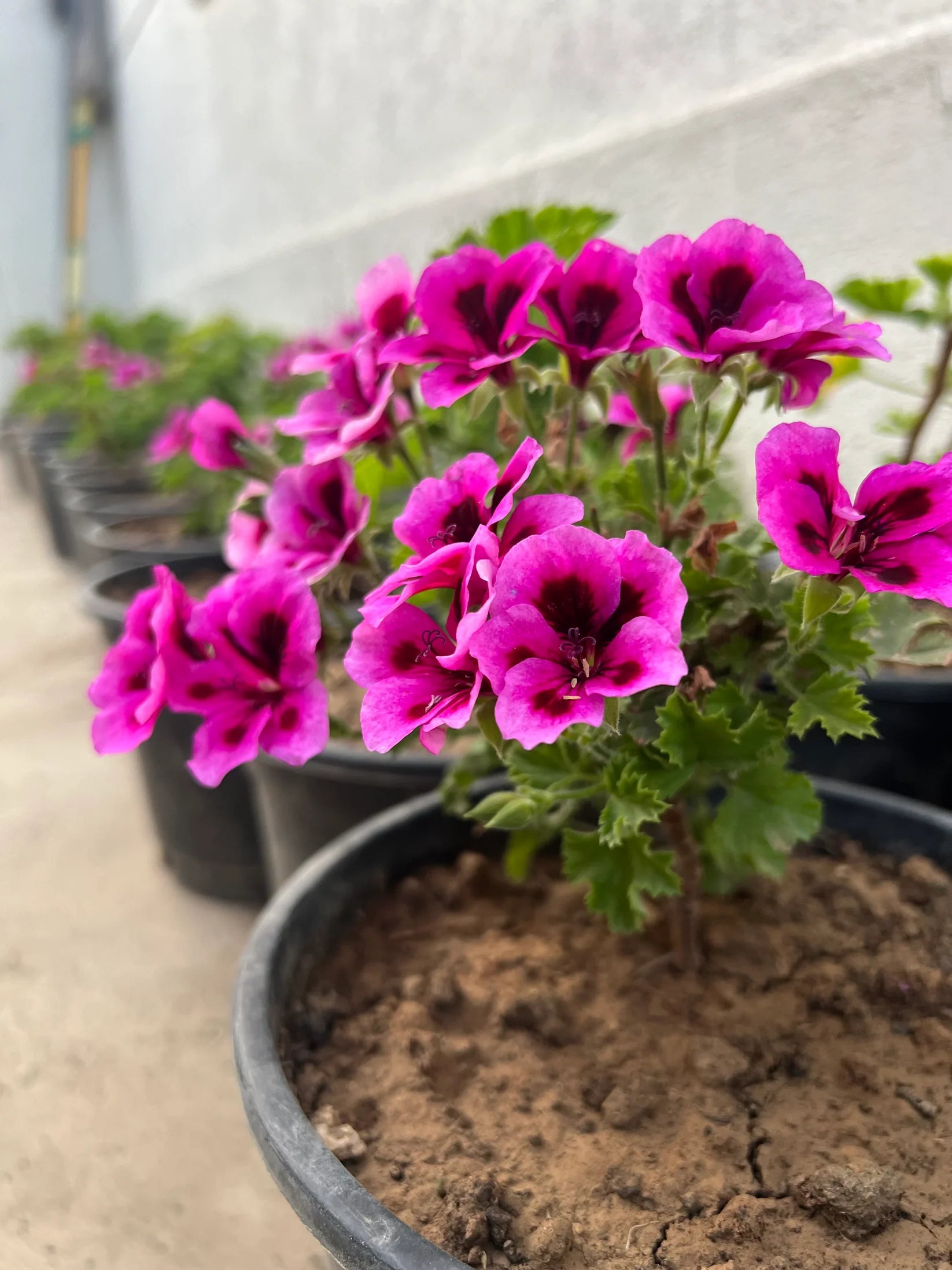 Geranium