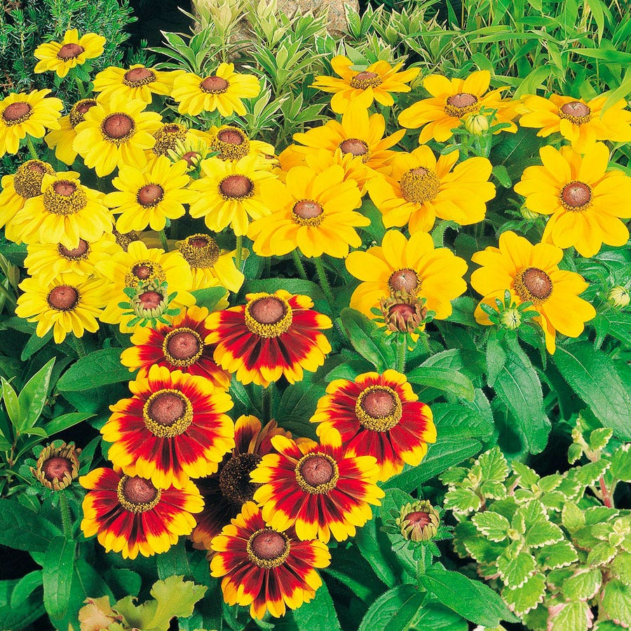 Rudbeckia Toto Mix