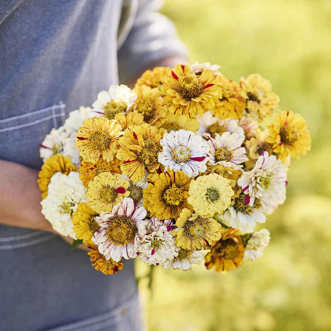 Zinnia Peppermint Stick Mix