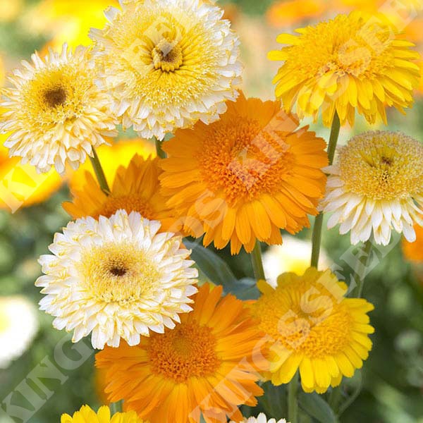 Calendula Kinglet Formula Mix