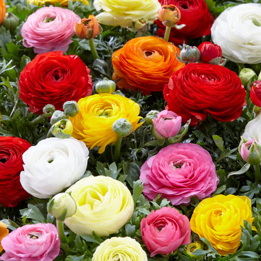 Ranunculus