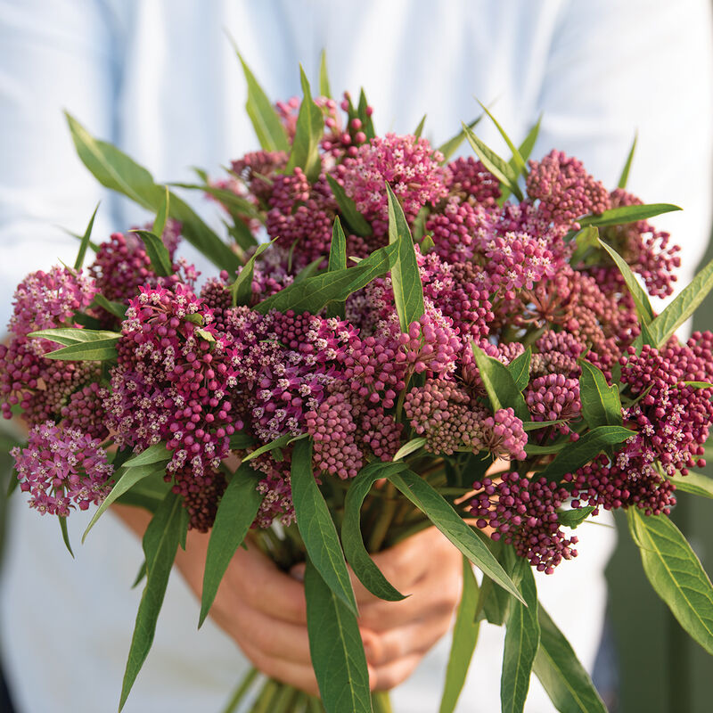 Asclepias Soulmate (Butterfly Weed)