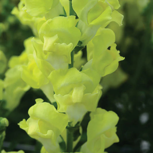 Snapdragon Rocket Golden