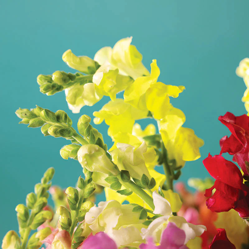 Snapdragon Rocket Golden
