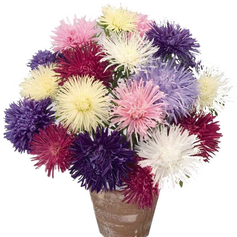 Aster Giant Ray Mix