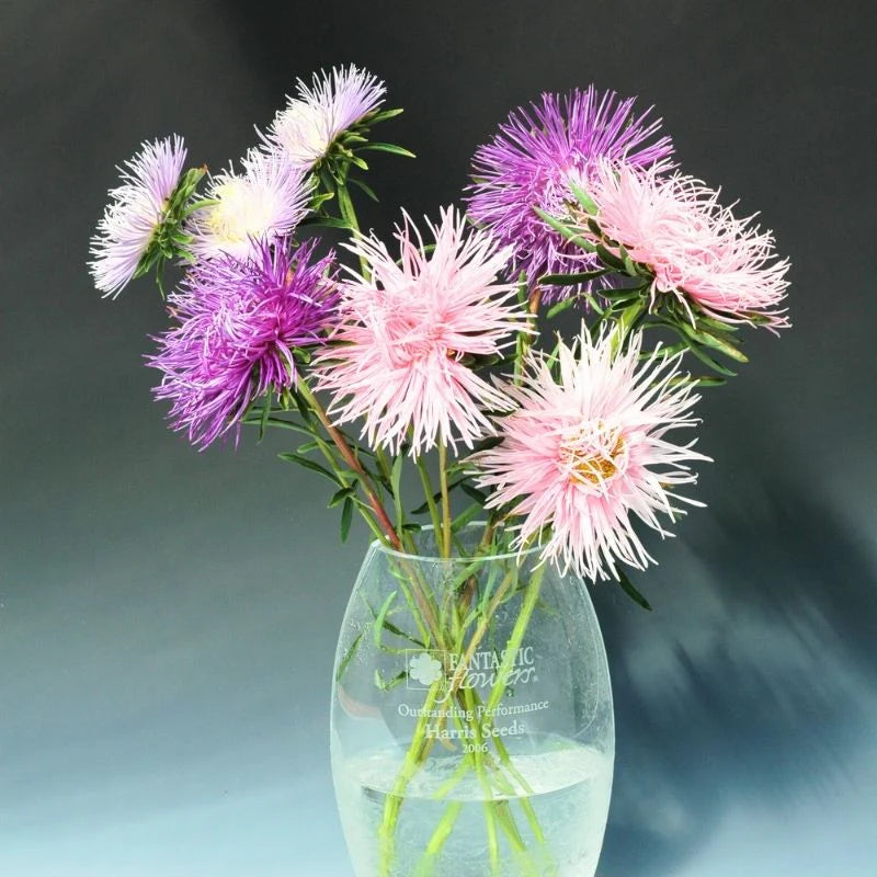 Aster Giant Ray Mix