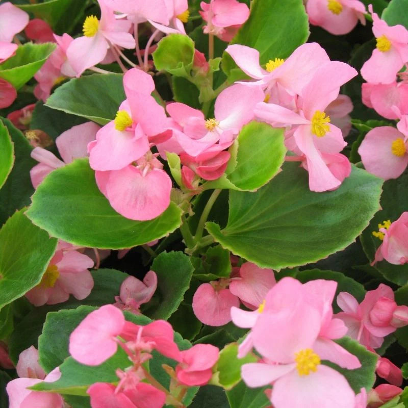 Begonia
