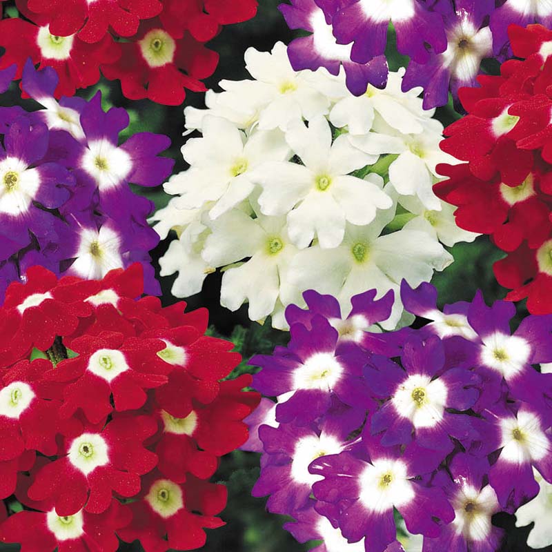 Verbena Obsession Spirit Mix