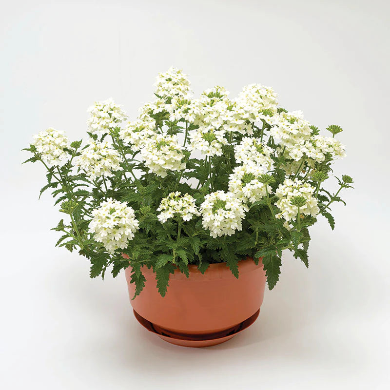 Verbena Obsession Spirit Mix