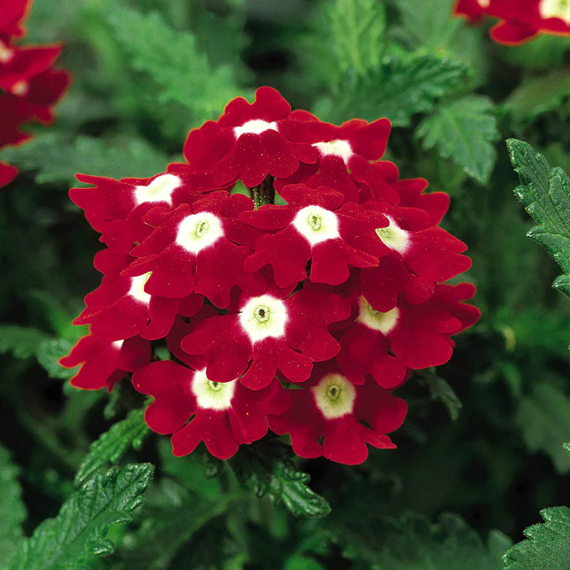 Verbena Obsession Spirit Mix