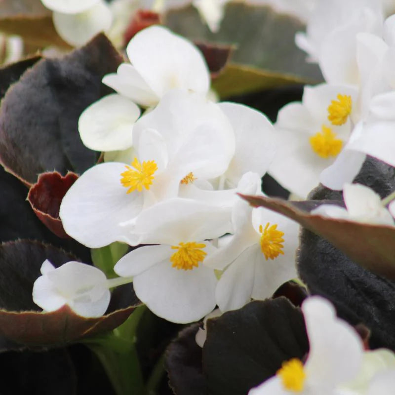 Begonia