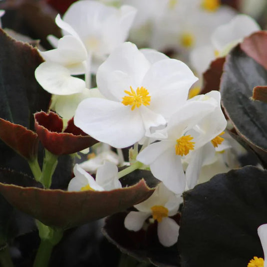 Begonia - Bronze leaf - White (Starter Plant)