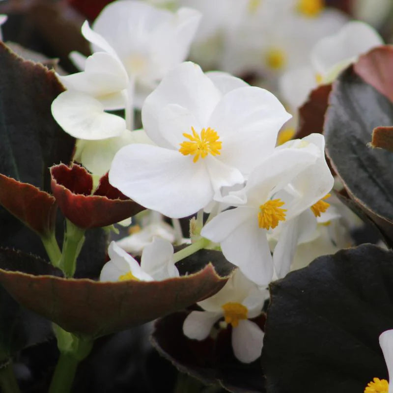 Begonia