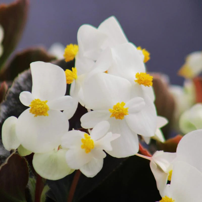 Begonia
