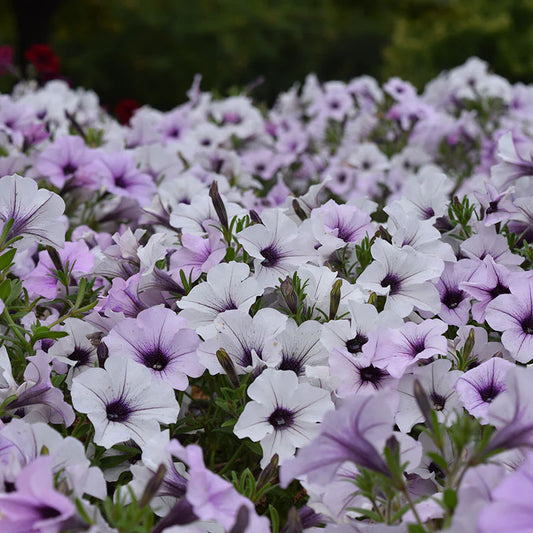 Petunia Tidal Wave Silver F1 for Hedges/Borders ( spreads more than 3 feet but not more than 5 feet )