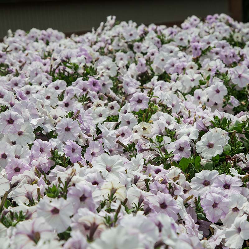 Petunia Tidal Wave Silver F1 for Hedges/Borders ( spreads more than 3 feet but not more than 5 feet )