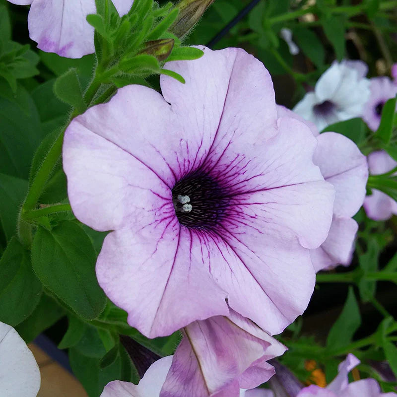 Petunia Tidal Wave Silver F1 for Hedges/Borders ( spreads more than 3 feet but not more than 5 feet )