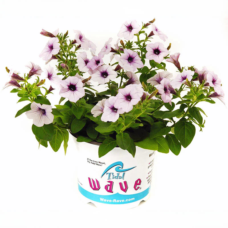 Petunia Tidal Wave Silver F1 for Hedges/Borders ( spreads more than 3 feet but not more than 5 feet )
