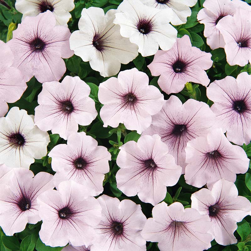 Petunia Tidal Wave Silver F1 for Hedges/Borders ( spreads more than 3 feet but not more than 5 feet )