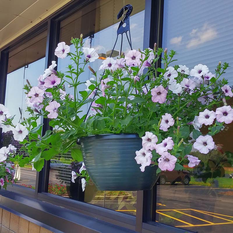 Petunia Tidal Wave Silver F1 for Hedges/Borders ( spreads more than 3 feet but not more than 5 feet )