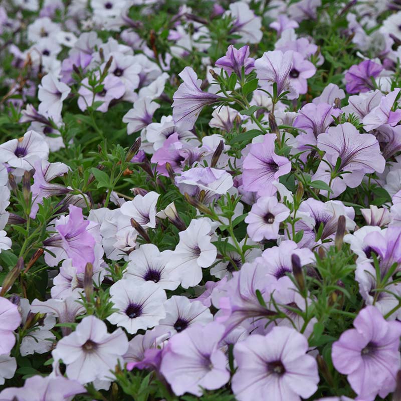 Petunia Tidal Wave Silver F1 for Hedges/Borders ( spreads more than 3 feet but not more than 5 feet )