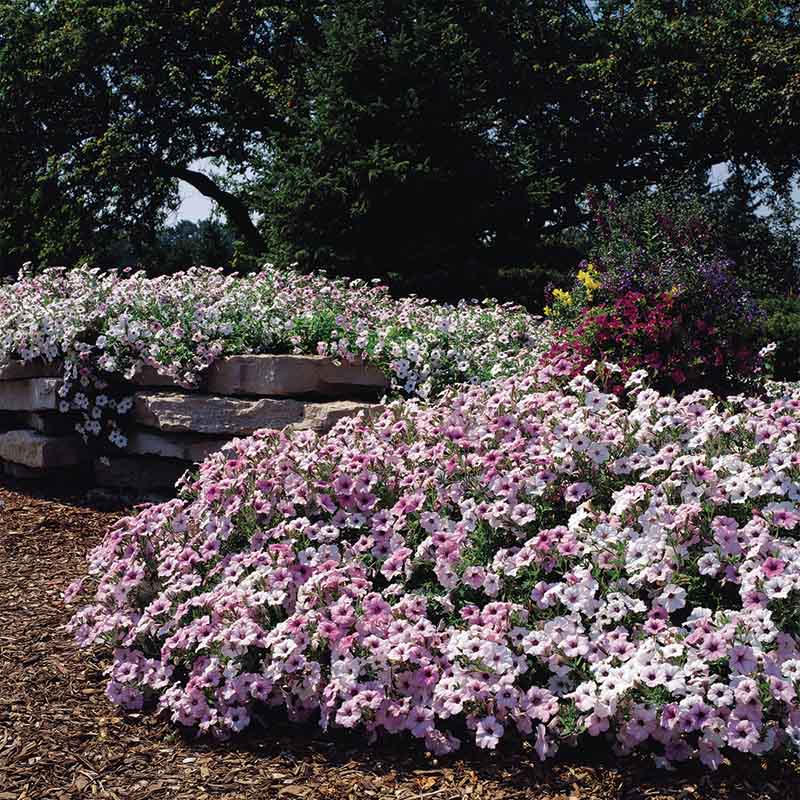 Petunia Tidal Wave Silver F1 for Hedges/Borders ( spreads more than 3 feet but not more than 5 feet )