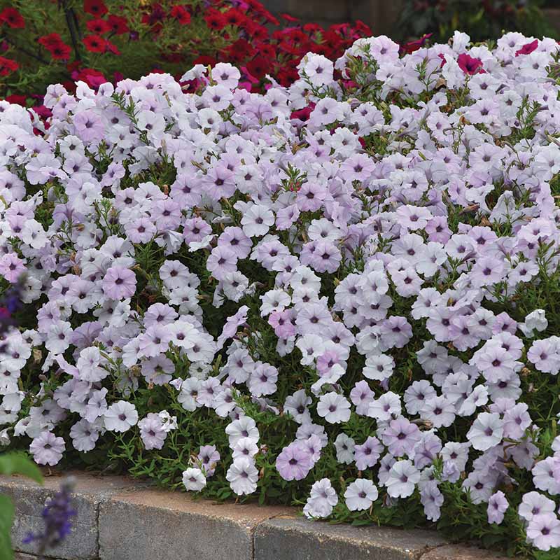 Petunia Tidal Wave Silver F1 for Hedges/Borders ( spreads more than 3 feet but not more than 5 feet )