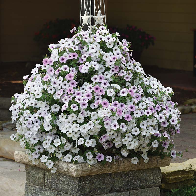 Petunia Tidal Wave Silver F1 for Hedges/Borders ( spreads more than 3 feet but not more than 5 feet )