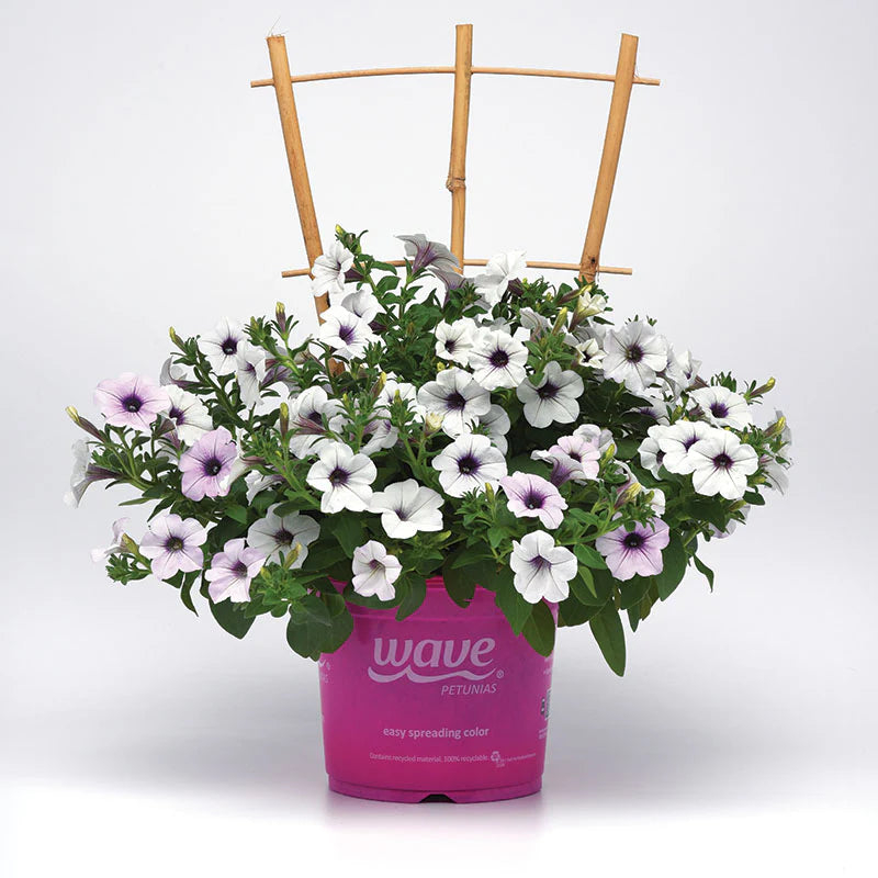Petunia Tidal Wave Silver F1 for Hedges/Borders ( spreads more than 3 feet but not more than 5 feet )