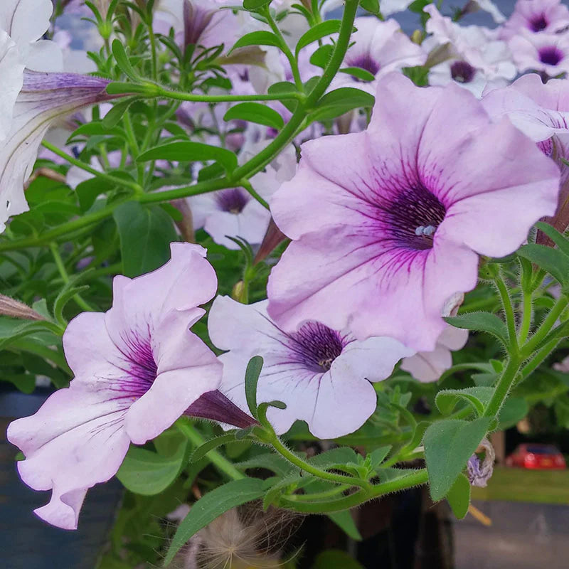 Petunia Tidal Wave Silver F1 for Hedges/Borders ( spreads more than 3 feet but not more than 5 feet )