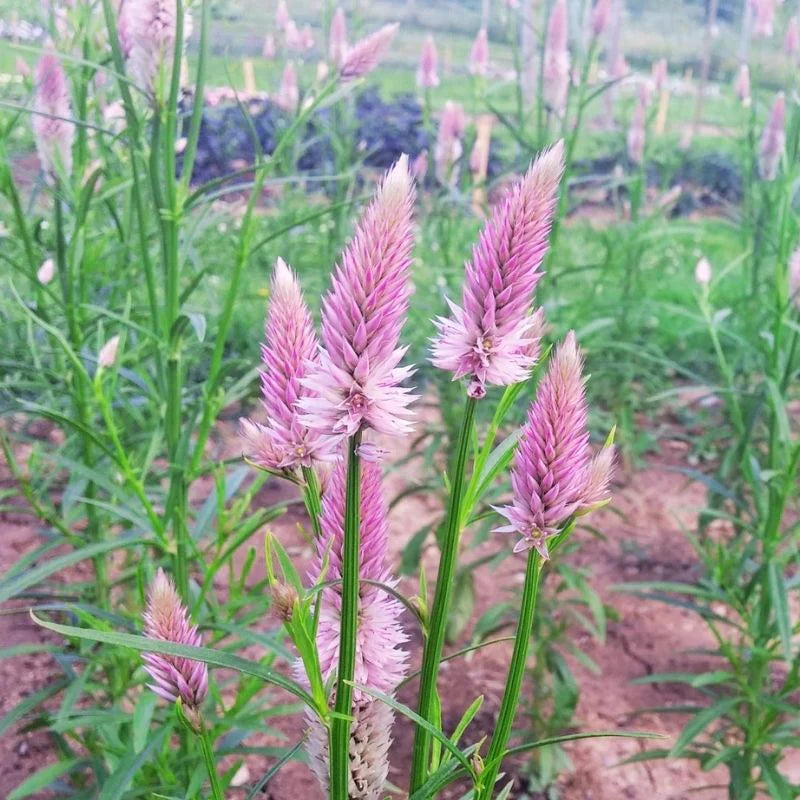 Celosia Flamingo Feather