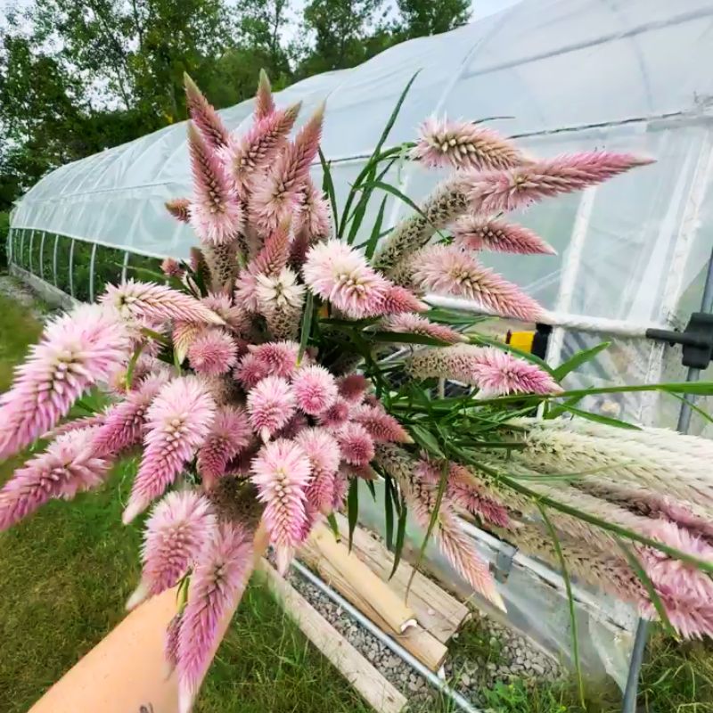 Celosia Flamingo Feather